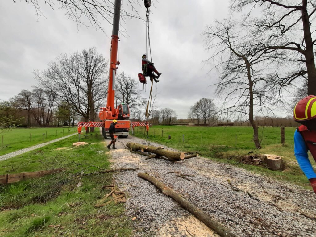 bomen zagen takken